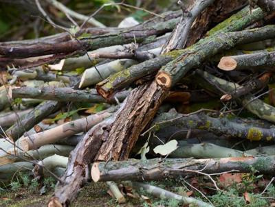 Tree debris