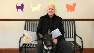 President-Elect Joe Biden's German Shepherd will be First Rescue Dog in the White House