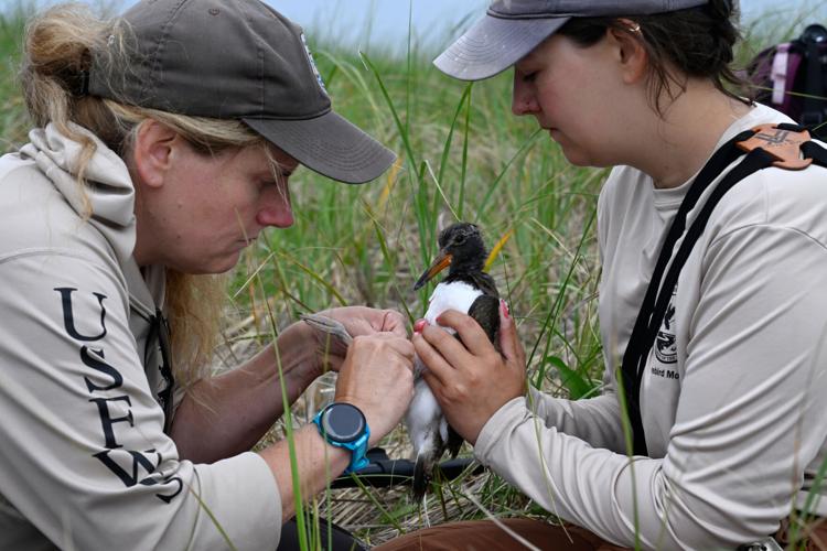 Climate Shorebird Revival