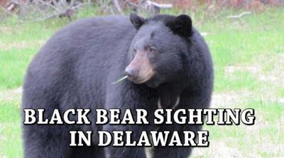 Bear Sightings in Northern Delaware