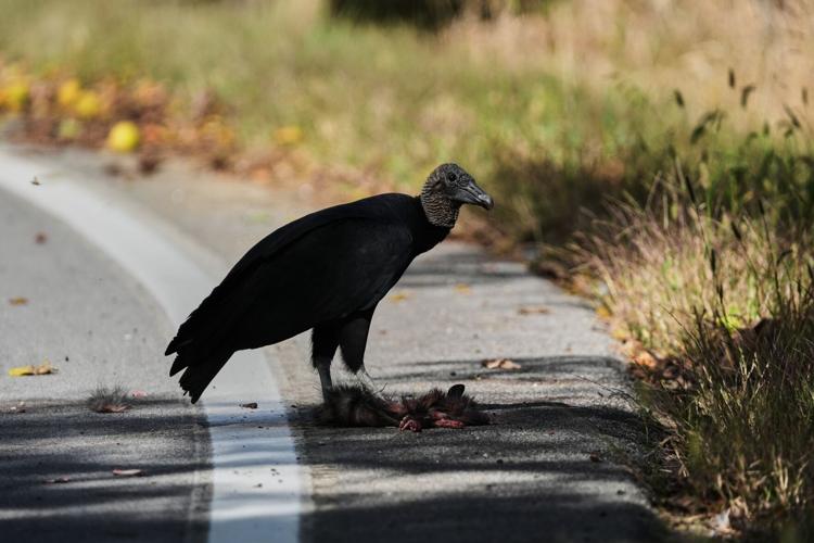 Climate Black Vultures Livestock
