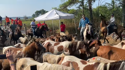 Several ponies are guided down a path, beside a white tent, by men on horses.