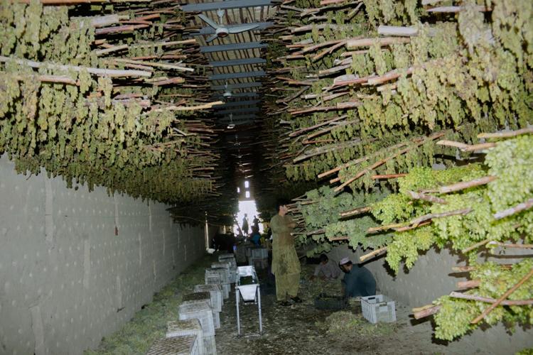 Afghanistan Grapes to Raisins