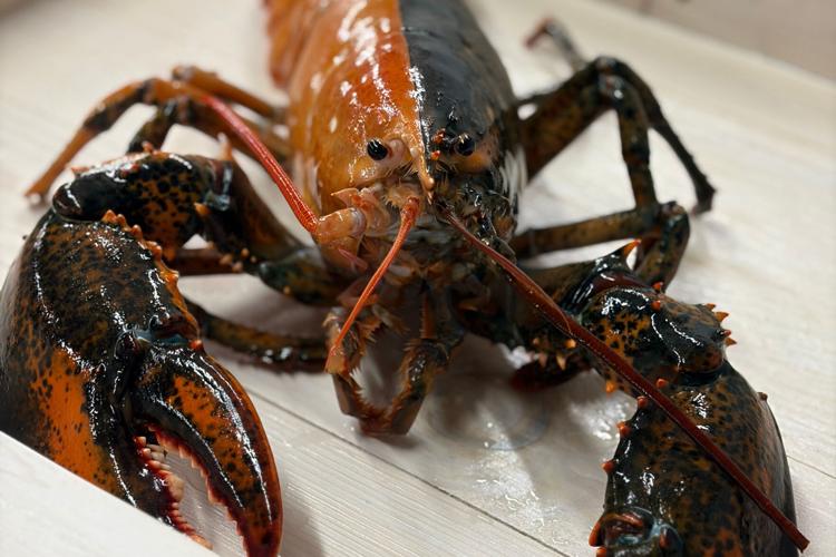 Two Colored Lobster