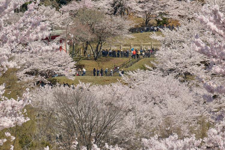 Japan Mount Fuji Cherry Blossom Woes