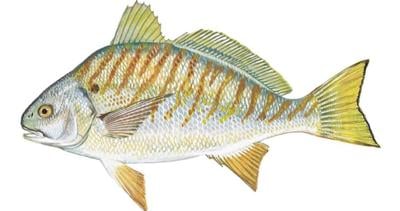 Spot Fish