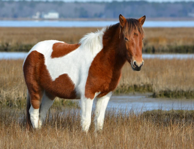 brown and white spotted horse standing in field of grass