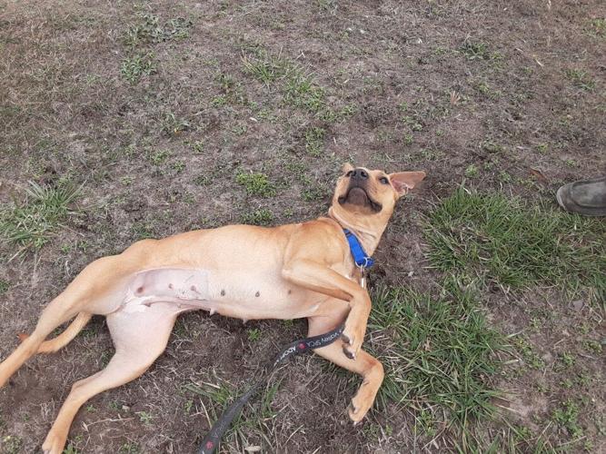 Huckleberry is another pup ready for her forever home.