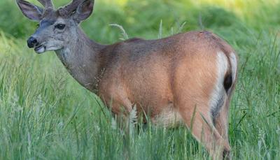 A deer stands in tall grass.