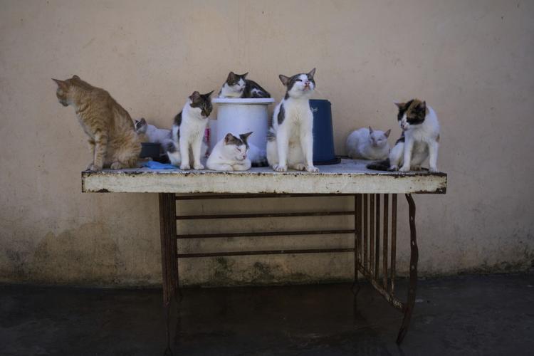 APTOPIX Cuba Cats and Dogs