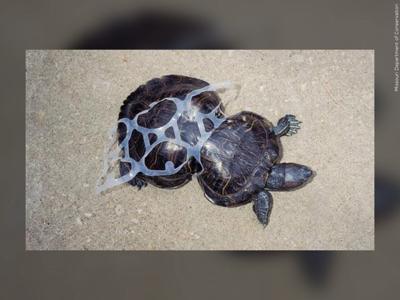 Plastic Ring Wraps Turtle