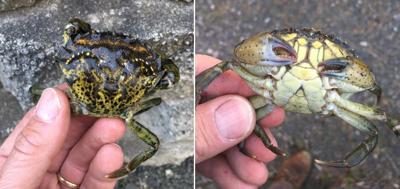 Green crab