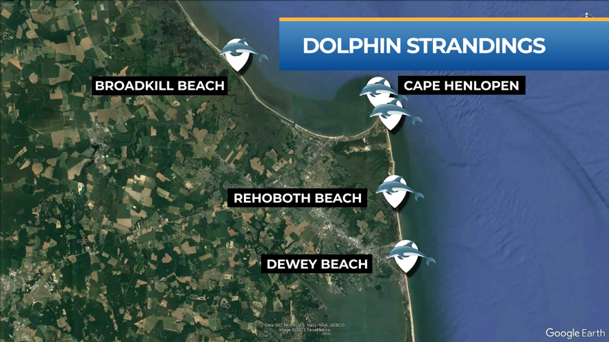 Dolphin Strandings