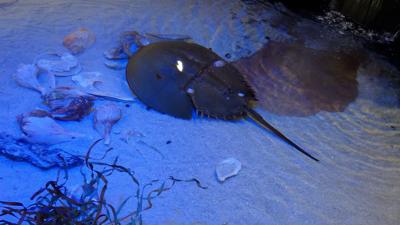Horseshoe Crab Harvest Debate Continues