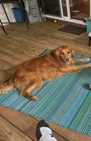 Two winners named in 2026 “Pup of the Pines” contest