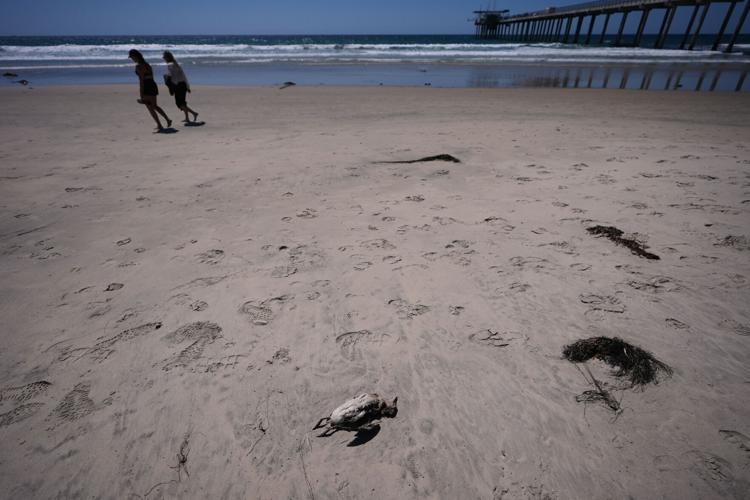 Climate Marine Heat Wave Dead Seabirds