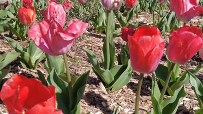 tulips