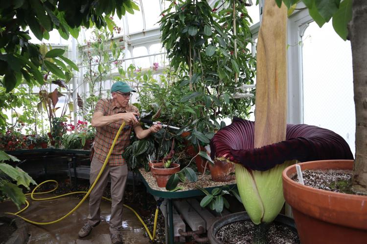 Corpse Flower