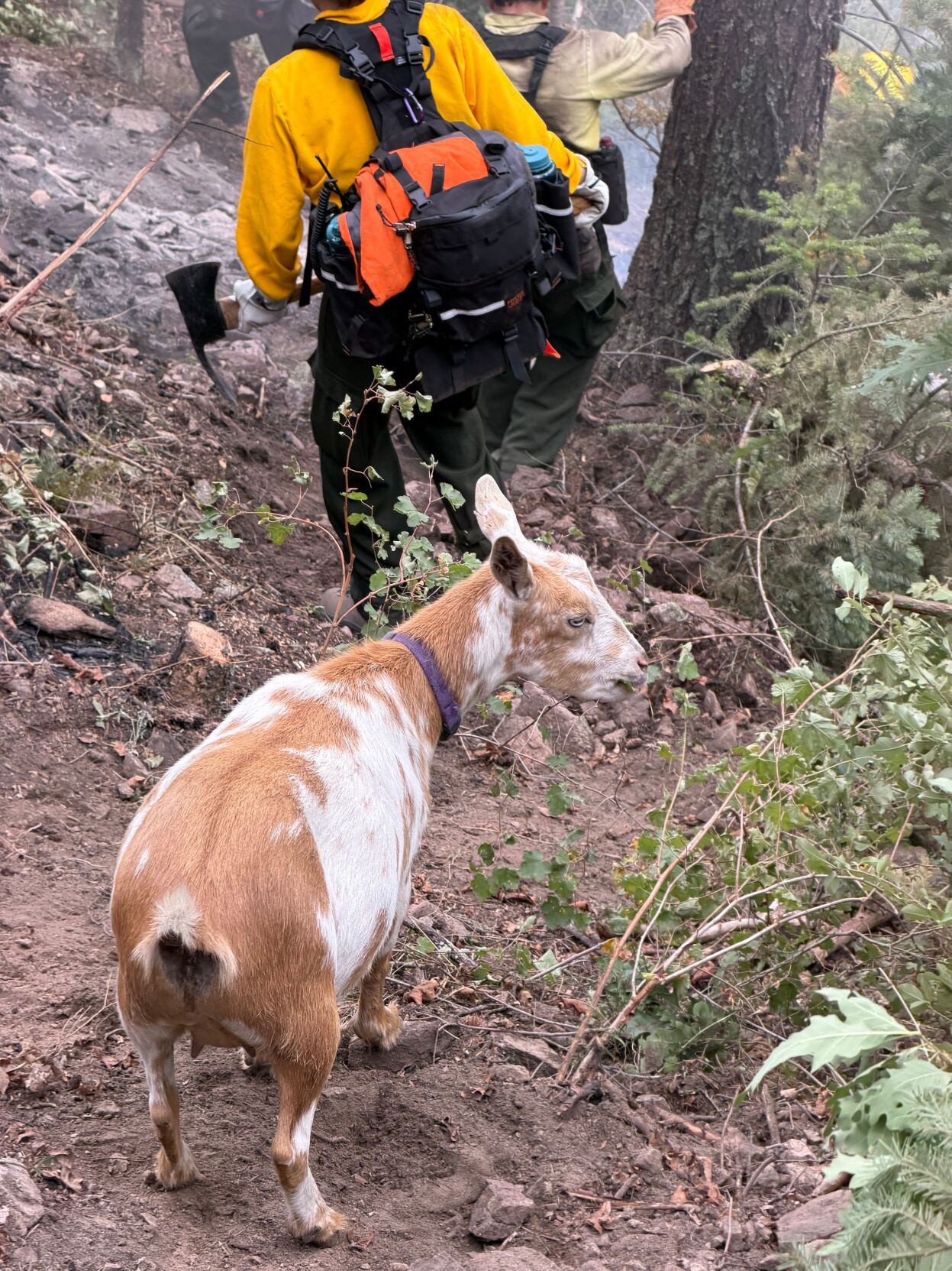Wildfire Goat