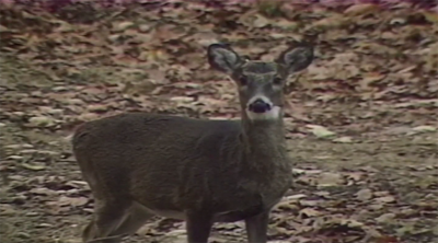 Deer In Rehoboth Beach Tests Positive For Rabies