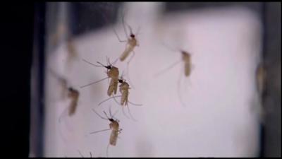 mosquitos