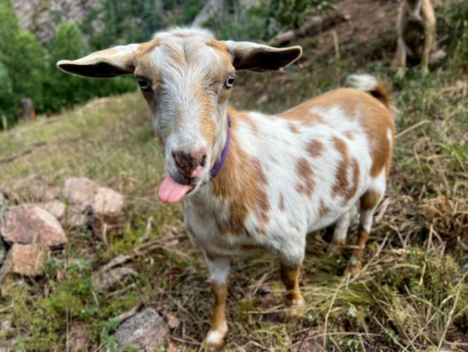 Wildfire Goat