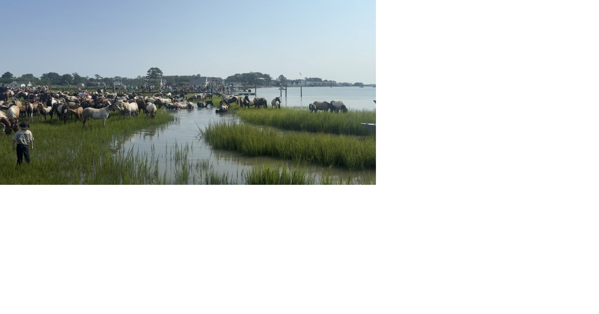 Successful 101st Chincoteague Pony Swim
