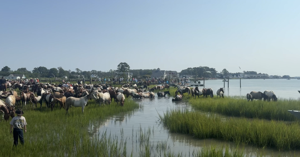Successful 101st Chincoteague Pony Swim