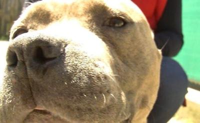 Millsboro Business Owner Wows with Tail Bangin' Dog Treats