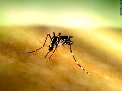 west nile virus