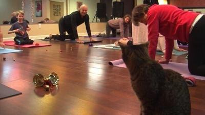Delmarva Pets: Neighbors, Cats Practice ?Kitten Yoga? for Worcester County Humane Society