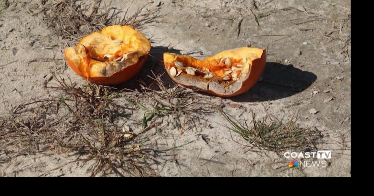 Punkin' Chunkin creates endowment to preserve open space | News ...