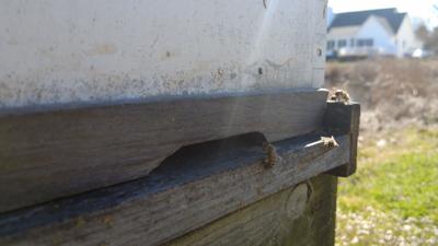 Buzzworthy News for Beekeepers in Lewes