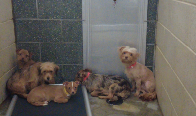 Man taking care of dogs in Lewes animal cruelty case speaks out