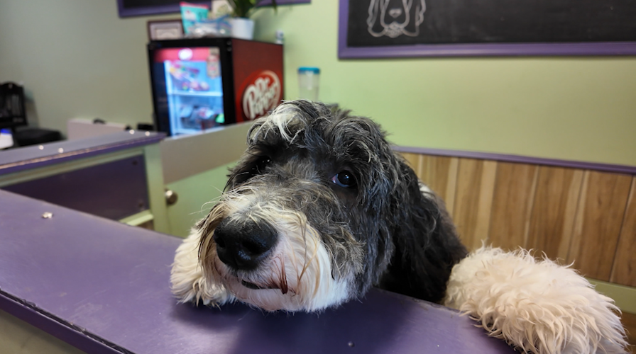 Dog in Jungle Jim’s Total Pet Care in Dewey