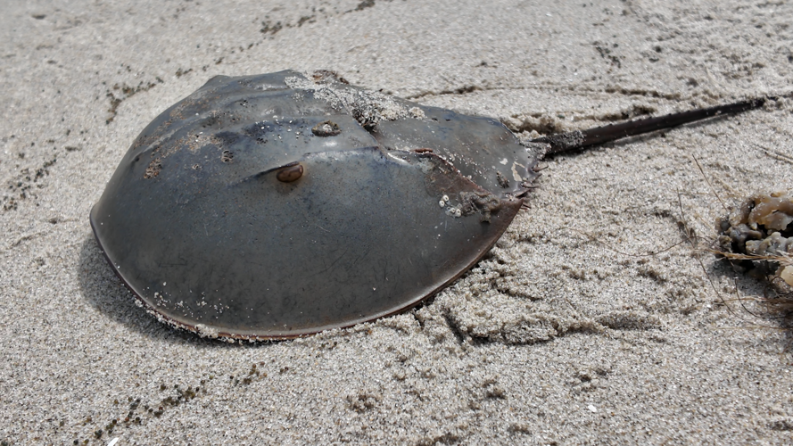 Horseshoe crab