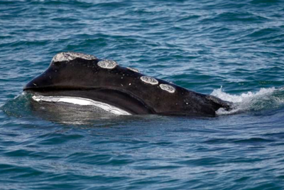 Right whale slow zone put in place off Ocean City