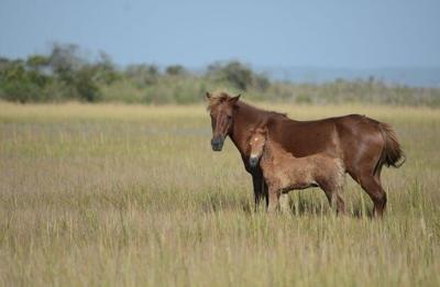 Wild Horse Census