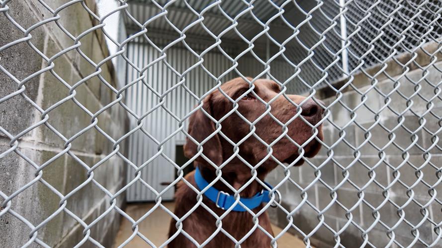 DRAKE RESCUE DOG.jpg