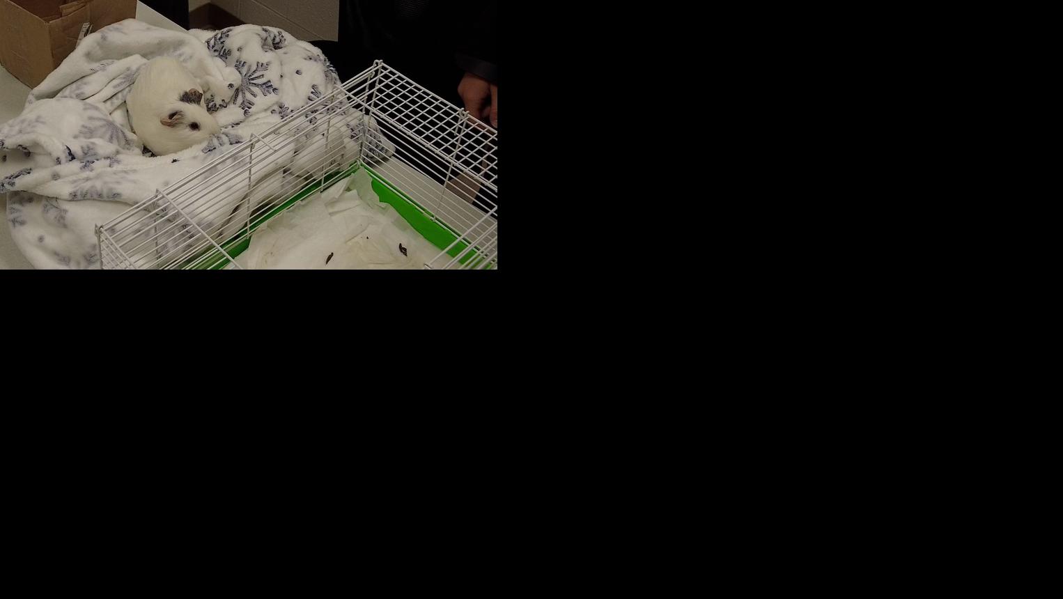 Guinea pig on towel