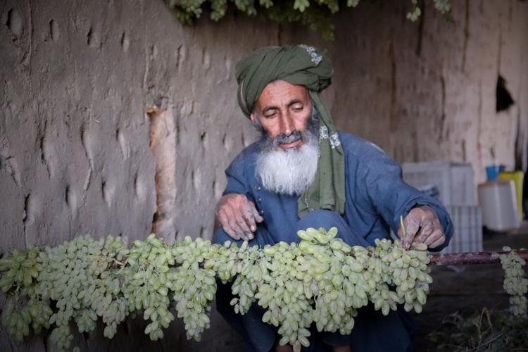 Afghanistan Grapes to Raisins