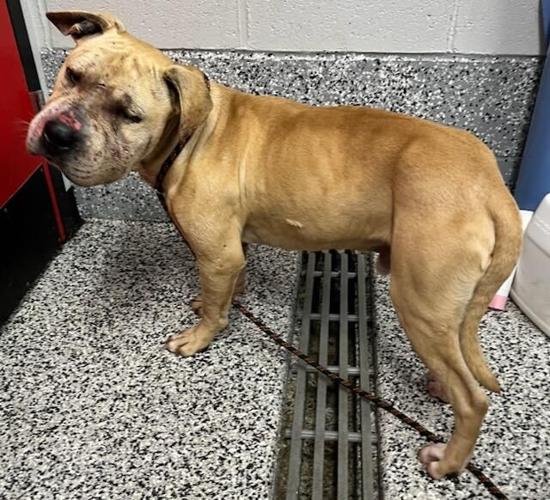 One of the dogs taken into custody by the Delaware Division of Public Health Office of Animal Welfare. Courtesy Brandywine Valley SPCA.