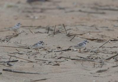 Piping plovers forage on a Delaware beach.