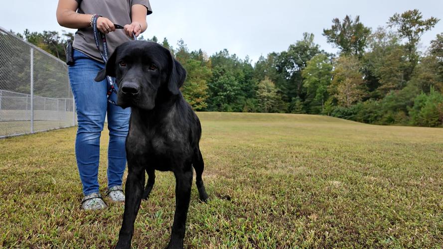 BUDDY RESCUE DOG.jpg