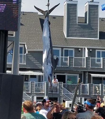 WHITE MARLIN
