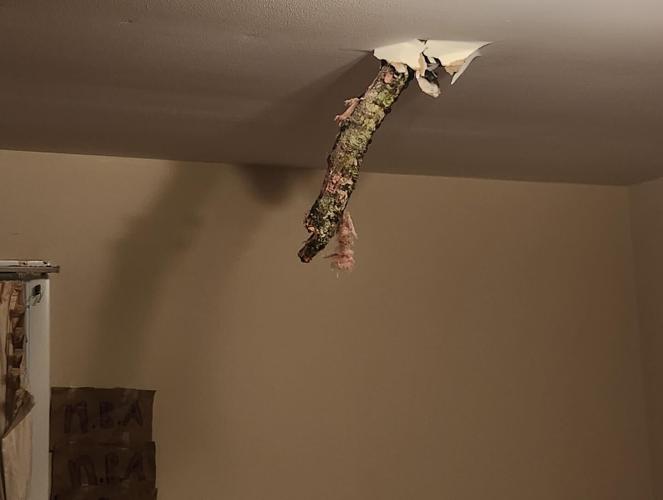 tree through ceiling