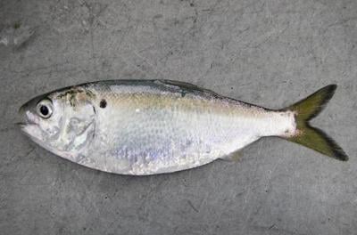An image of a menhaden.