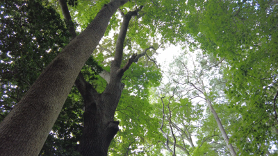 Group forms to preserve a forest