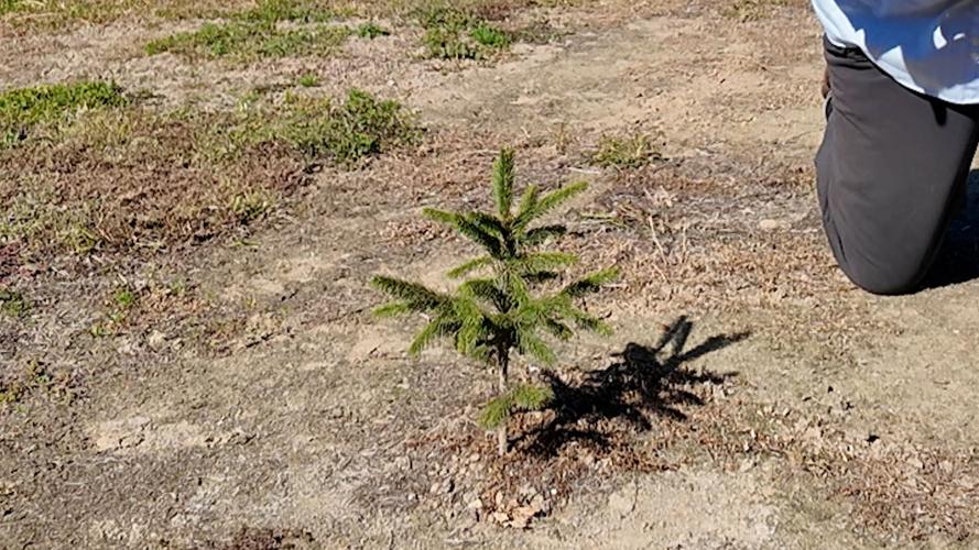 One year old Christmas tree at Don's Tree Farm