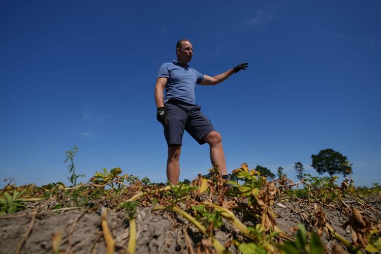 Netherlands Extreme Weather Drought